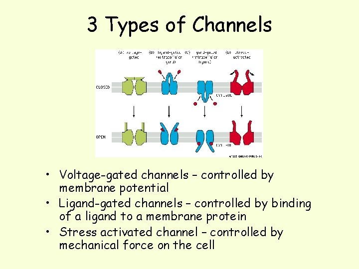 3 Types of Channels • Voltage-gated channels – controlled by membrane potential • Ligand-gated