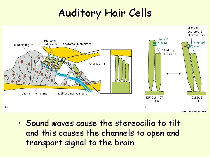 Auditory Hair Cells • Sound waves cause the stereocilia to tilt and this causes