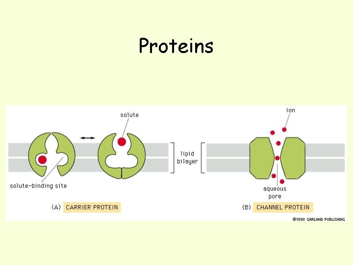 Proteins 