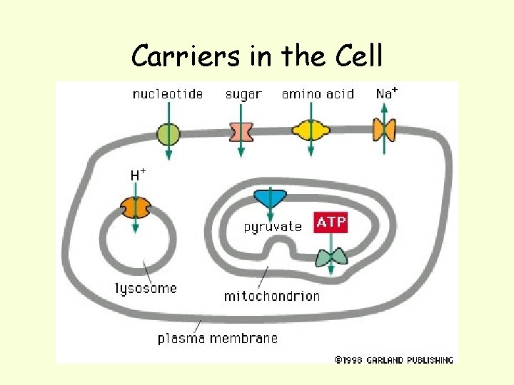 Carriers in the Cell 