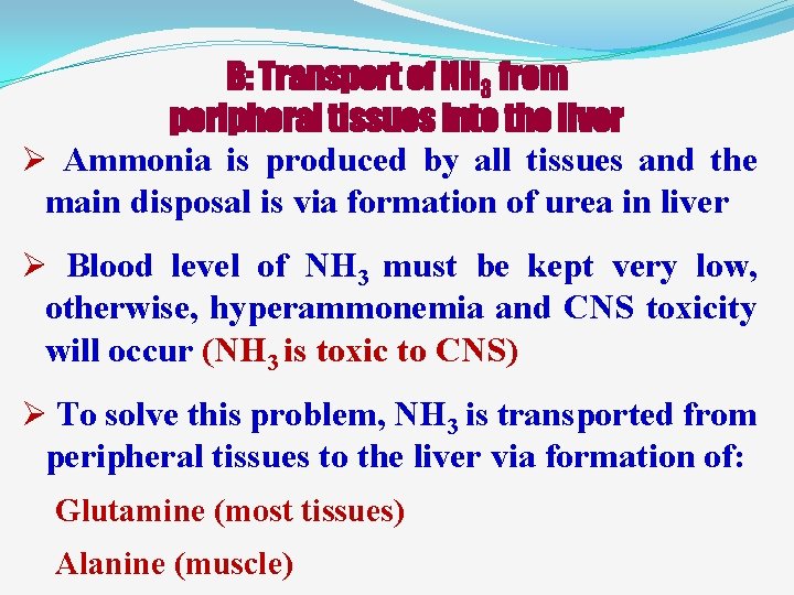 B: Transport of NH 3 from peripheral tissues into the liver Ø Ammonia is