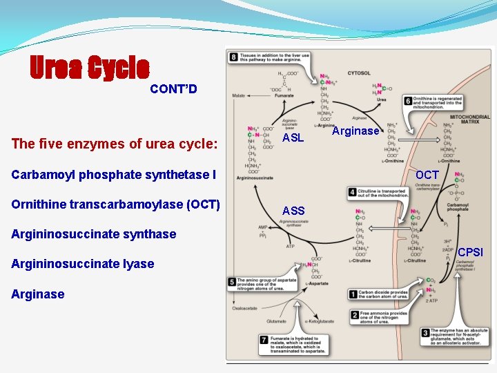 Urea Cycle CONT’D The five enzymes of urea cycle: ASL Carbamoyl phosphate synthetase I