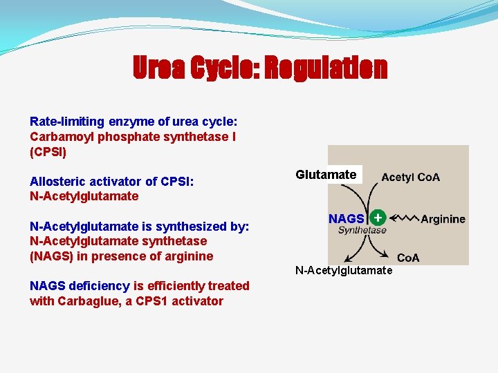 Urea Cycle: Regulation Rate-limiting enzyme of urea cycle: Carbamoyl phosphate synthetase I (CPSI) Allosteric