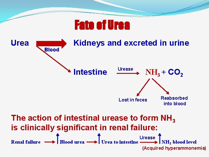 Fate of Urea Blood Kidneys and excreted in urine Intestine Urease NH 3 +