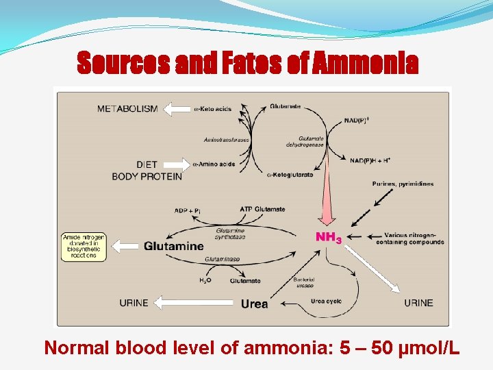 Sources and Fates of Ammonia Normal blood level of ammonia: 5 – 50 µmol/L