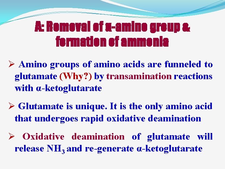 A: Removal of α-amino group & formation of ammonia Ø Amino groups of amino