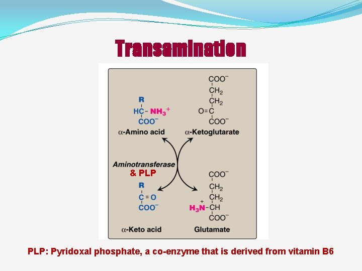 Transamination & PLP: Pyridoxal phosphate, a co-enzyme that is derived from vitamin B 6