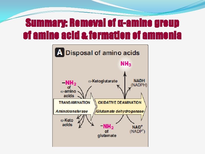 Summary: Removal of α-amino group of amino acid & formation of ammonia 