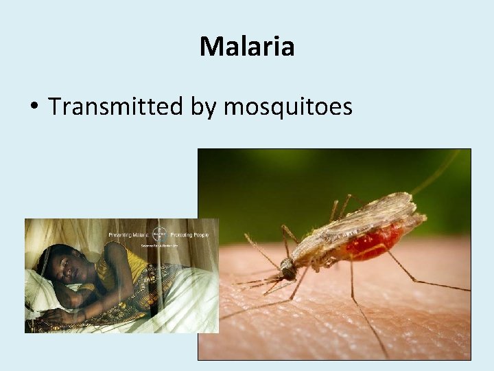 Malaria • Transmitted by mosquitoes 