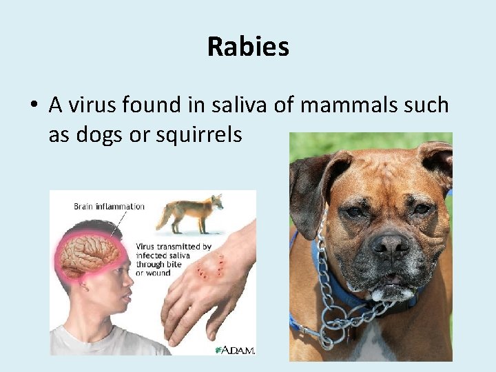 Rabies • A virus found in saliva of mammals such as dogs or squirrels