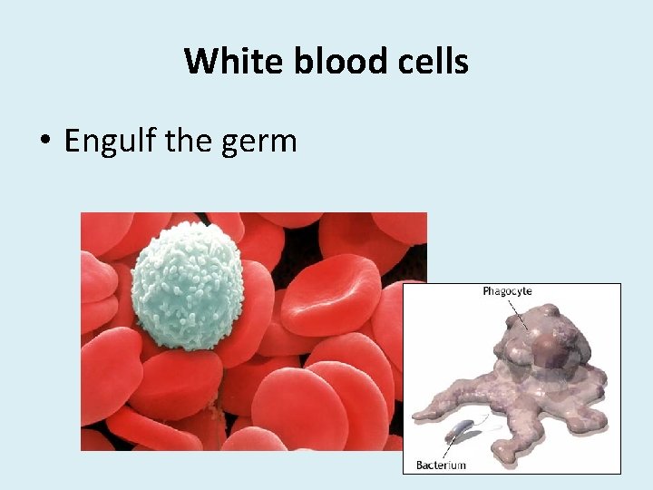 White blood cells • Engulf the germ 