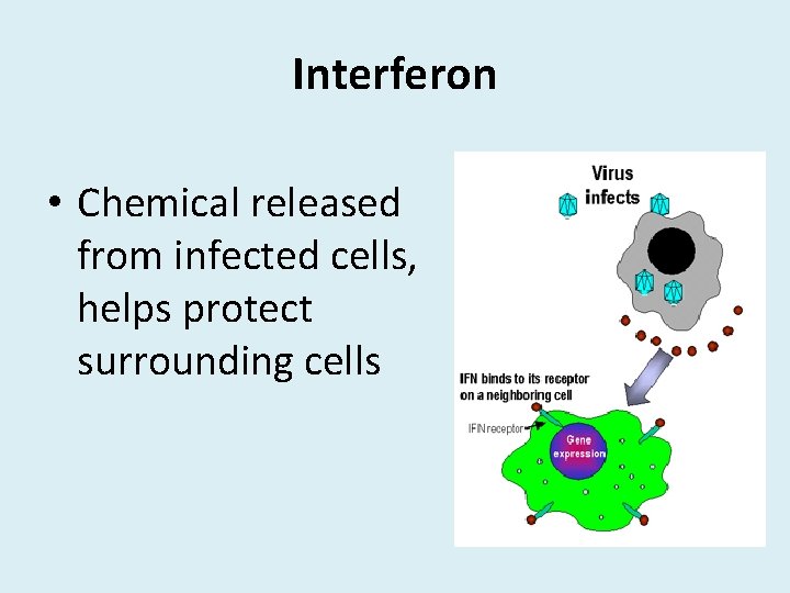Interferon • Chemical released from infected cells, helps protect surrounding cells 