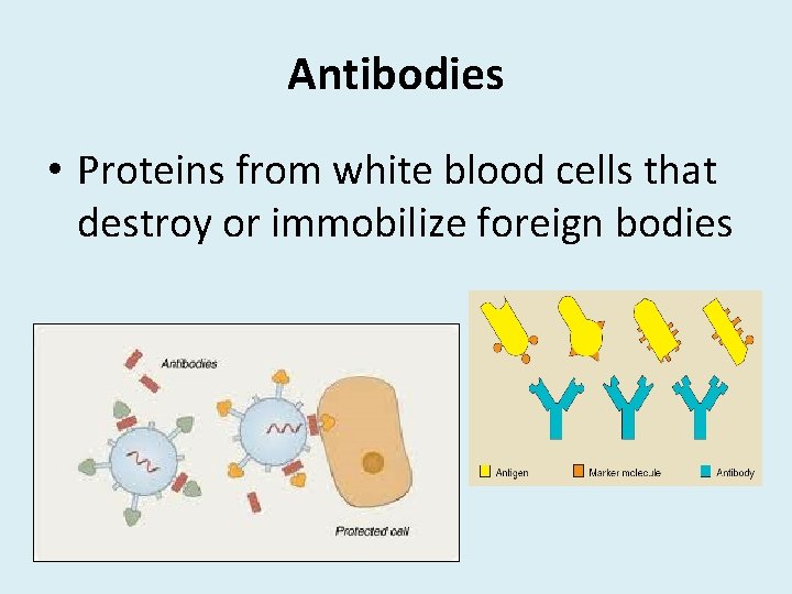 Antibodies • Proteins from white blood cells that destroy or immobilize foreign bodies 