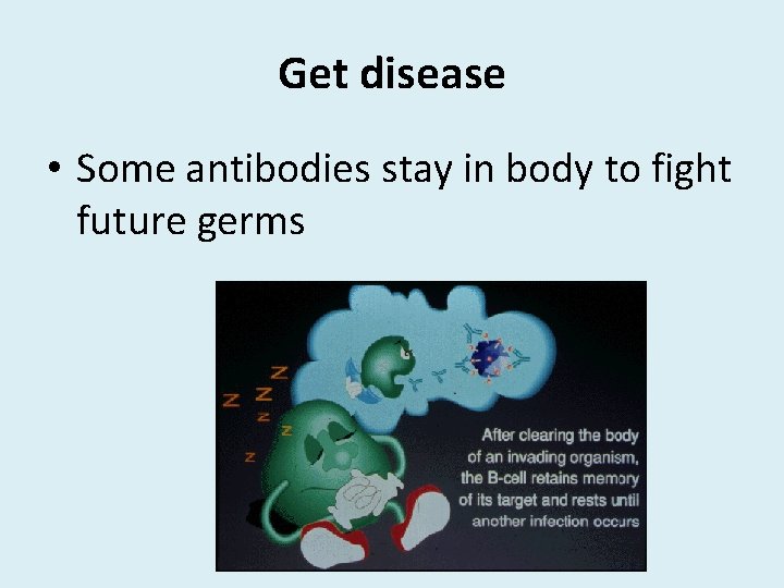 Get disease • Some antibodies stay in body to fight future germs 