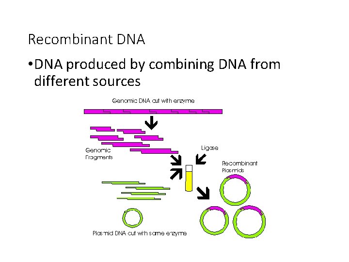 Recombinant DNA • DNA produced by combining DNA from different sources 
