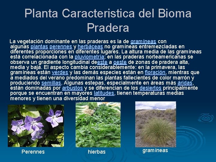 Planta Caracteristica del Bioma Pradera La vegetación dominante en las praderas es la de