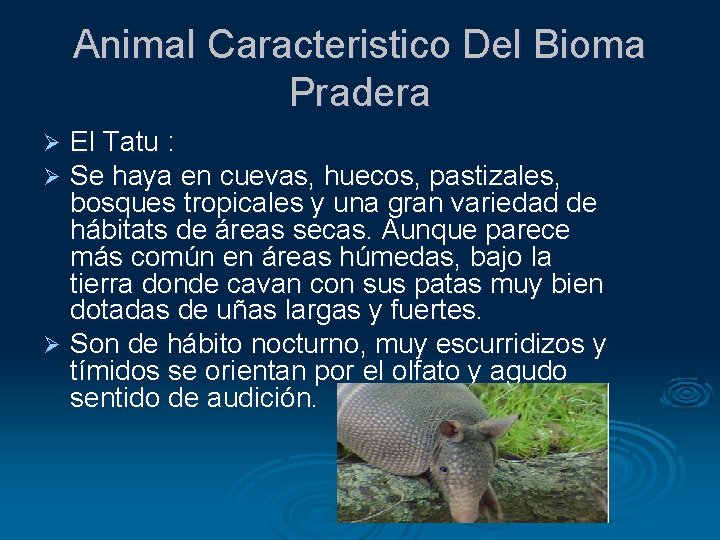 Animal Caracteristico Del Bioma Pradera El Tatu : Se haya en cuevas, huecos, pastizales,