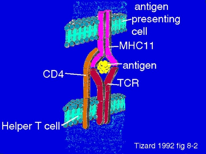 12 MHC Receptors 6/14/2021 