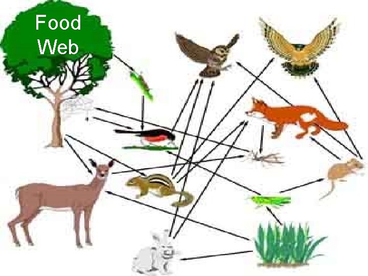 Food Web 