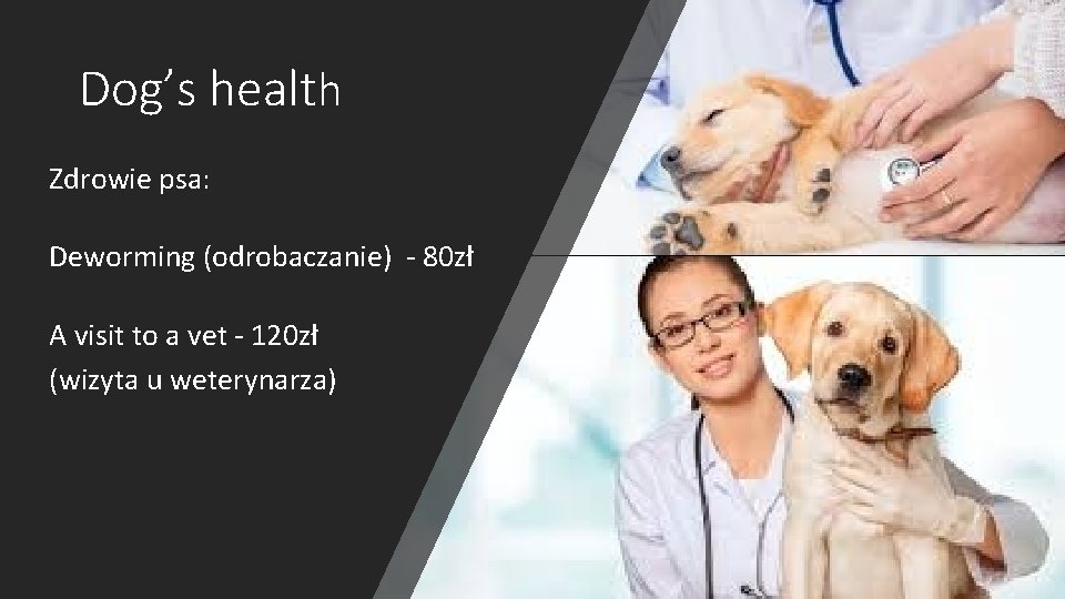 Dog’s health Zdrowie psa: Deworming (odrobaczanie) - 80 zł A visit to a vet