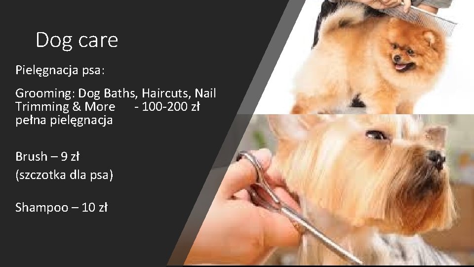 Dog care Pielęgnacja psa: Grooming: Dog Baths, Haircuts, Nail Trimming & More - 100