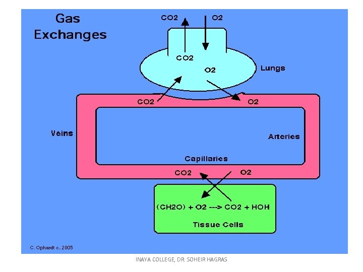 INAYA COLLEGE, DR. SOHEIR HAGRAS 