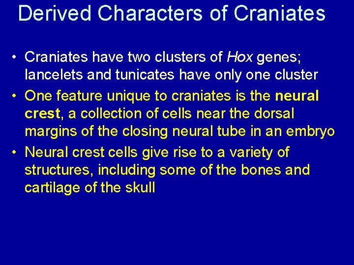 Derived Characters of Craniates • Craniates have two clusters of Hox genes; lancelets and