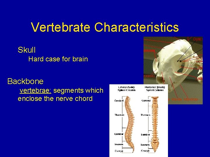 Vertebrate Characteristics Skull Hard case for brain Backbone vertebrae: segments which enclose the nerve