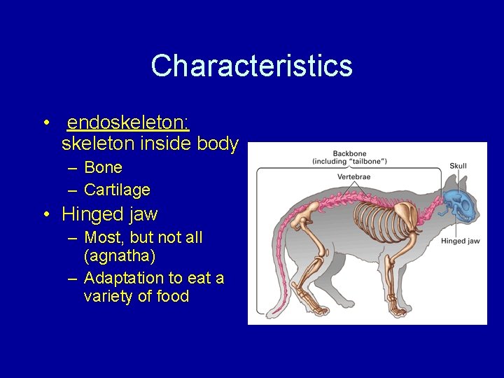 Characteristics • endoskeleton: skeleton inside body – Bone – Cartilage • Hinged jaw –