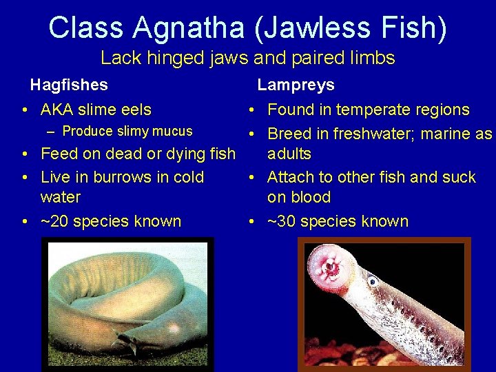 Class Agnatha (Jawless Fish) Lack hinged jaws and paired limbs Hagfishes • AKA slime