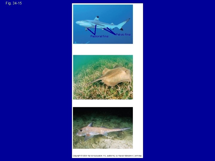 Fig. 34 -15 Pectoral fins Pelvic fins (a) Blacktip reef shark (Carcharhinus melanopterus) (b)