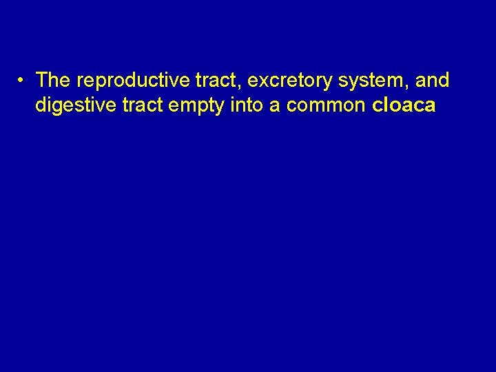  • The reproductive tract, excretory system, and digestive tract empty into a common