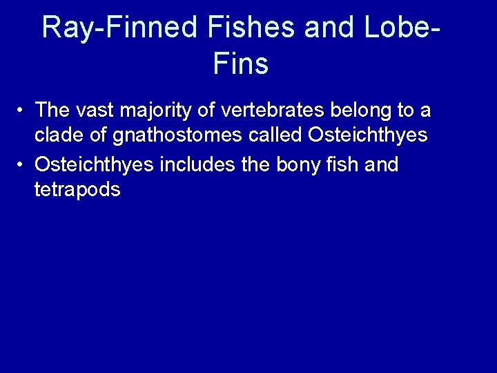 Ray-Finned Fishes and Lobe. Fins • The vast majority of vertebrates belong to a