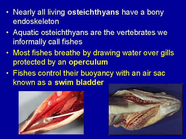  • Nearly all living osteichthyans have a bony endoskeleton • Aquatic osteichthyans are