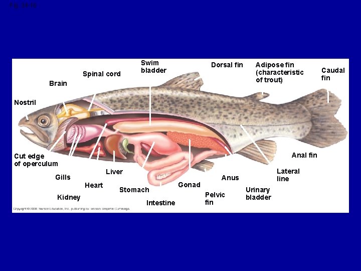 Fig. 34 -16 Spinal cord Swim bladder Dorsal fin Brain Adipose fin (characteristic of