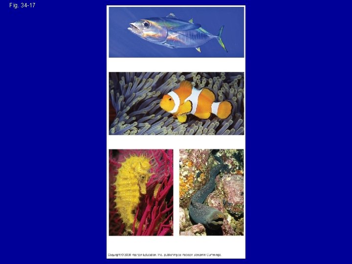 Fig. 34 -17 (a) Yellowfin tuna (Thunnus albacares) (b) Clownfish (Amphiprion ocellaris) (c) Sea