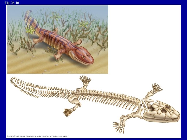 Fig. 34 -19 Bones supporting gills Tetrapod limb skeleton 