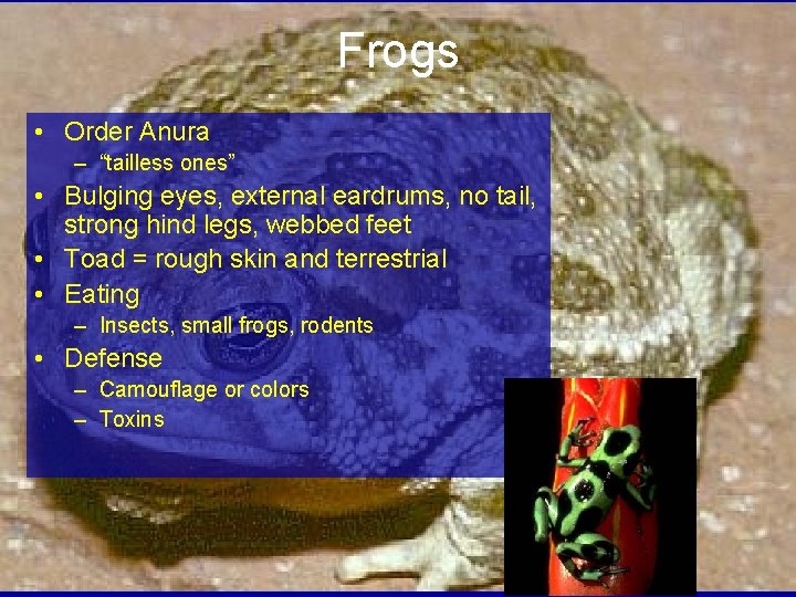 Frogs • Order Anura – “tailless ones” • Bulging eyes, external eardrums, no tail,
