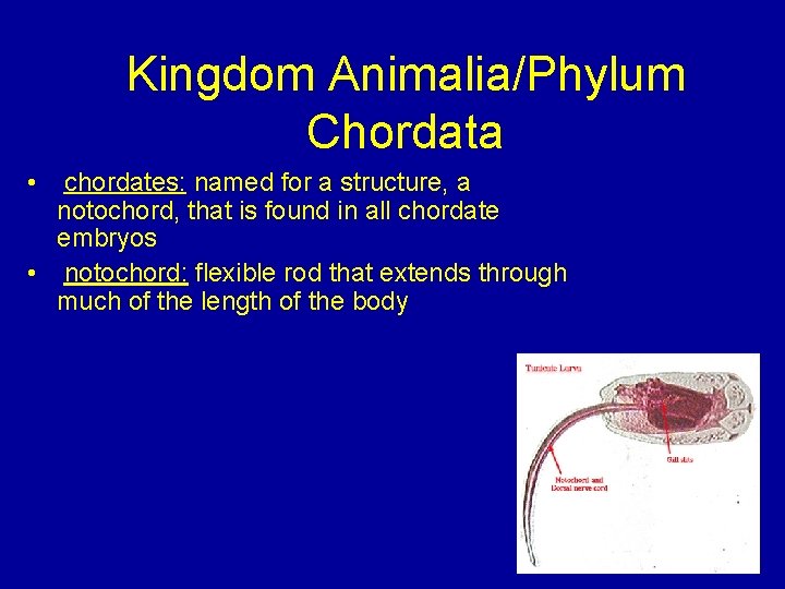 Kingdom Animalia/Phylum Chordata • chordates: named for a structure, a notochord, that is found