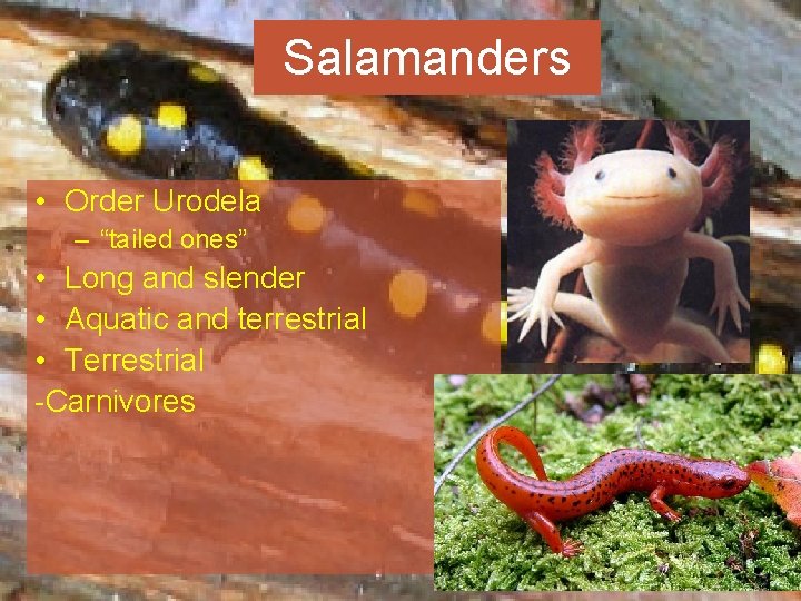 Salamanders • Order Urodela – “tailed ones” • Long and slender • Aquatic and