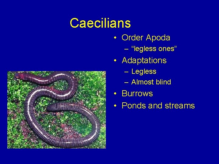 Caecilians • Order Apoda – “legless ones” • Adaptations – Legless – Almost blind