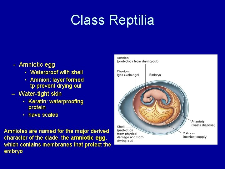 Class Reptilia - Amniotic egg • Waterproof with shell • Amnion: layer formed tp