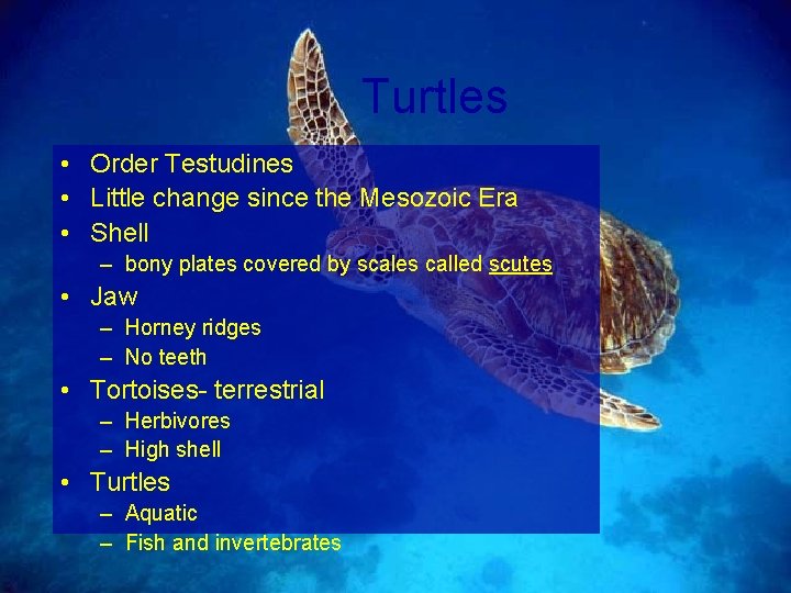 Turtles • Order Testudines • Little change since the Mesozoic Era • Shell –