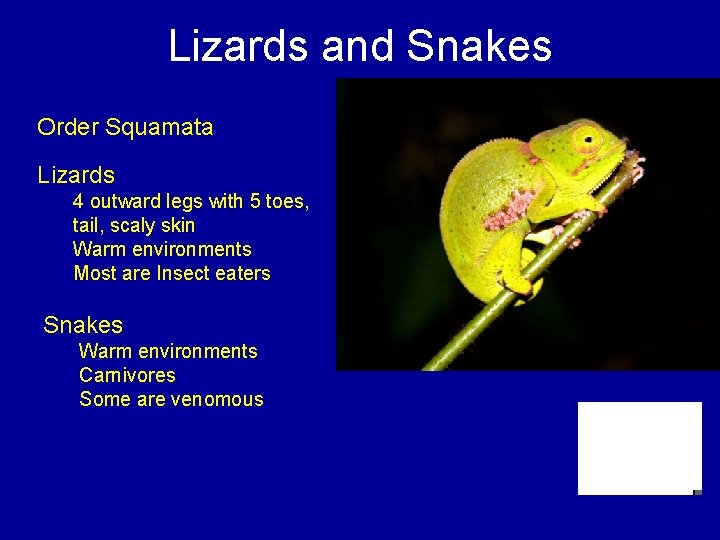 Lizards and Snakes Order Squamata Lizards 4 outward legs with 5 toes, tail, scaly