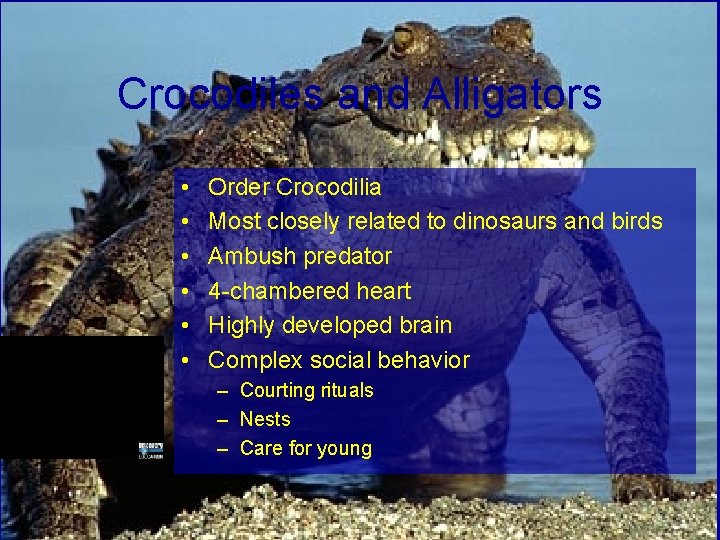 Crocodiles and Alligators • • • Order Crocodilia Most closely related to dinosaurs and