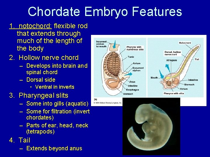 Chordate Embryo Features 1. notochord: flexible rod that extends through much of the length