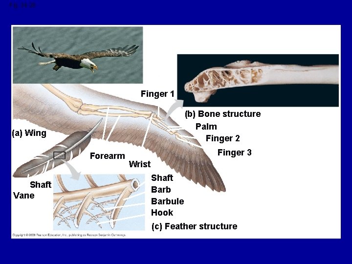 Fig. 34 -28 Finger 1 (b) Bone structure Palm Finger 2 (a) Wing Forearm