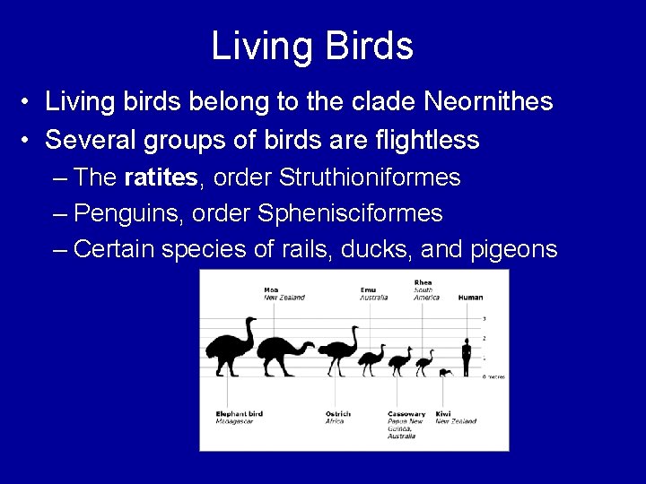 Living Birds • Living birds belong to the clade Neornithes • Several groups of