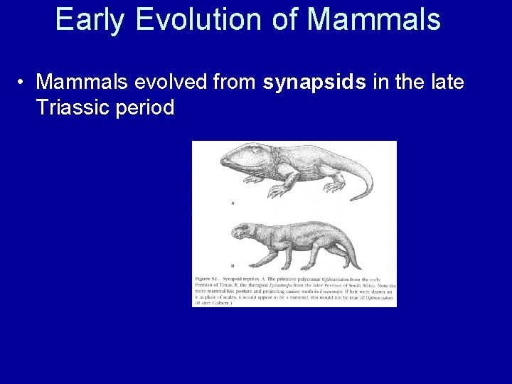 Early Evolution of Mammals • Mammals evolved from synapsids in the late Triassic period