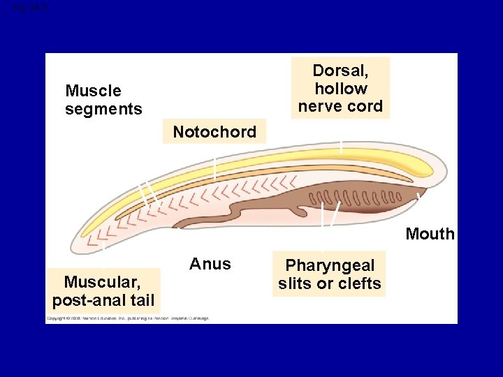 Fig. 34 -3 Dorsal, hollow nerve cord Muscle segments Notochord Mouth Muscular, post-anal tail